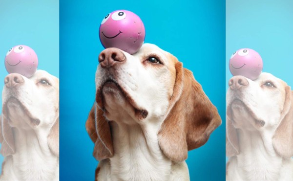 Escoge el juguete ideal para tu mascota