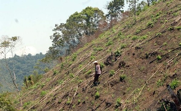 Incendios en el Merendón se incrementaron 20% en 2015