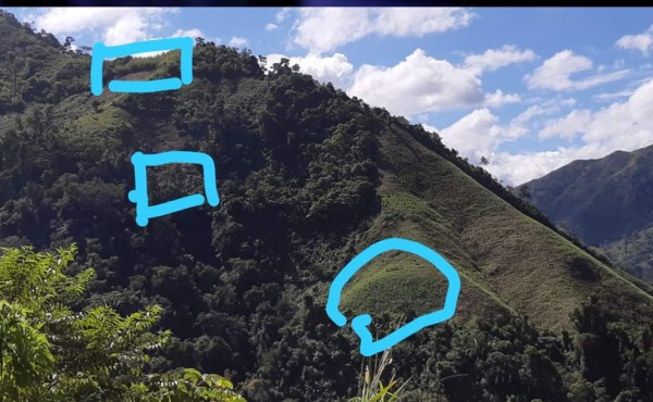 Incautan unas 15 mil plantas de marihuana en Tocoa