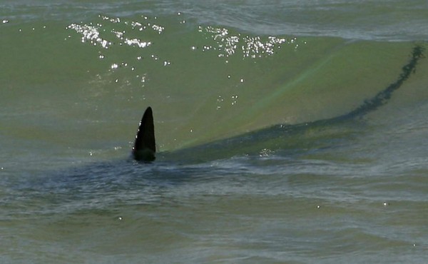 Tiburones muerden manos y pies a tres hombres en Miami