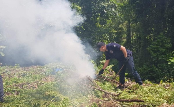 Destruyen cultivo de tres manzanas de marihuana en Trojes, El Paraíso