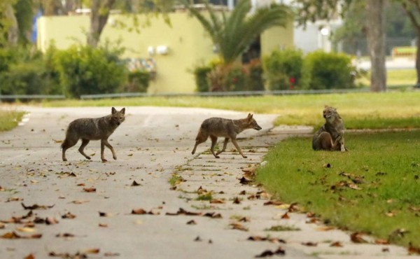 Chacales invaden un parque casi vacío por el confinamiento en Tel Aviv