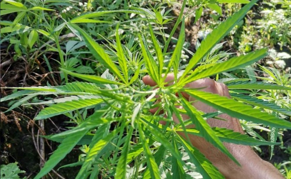 Detectan plantación de marihuana en Catacamas
