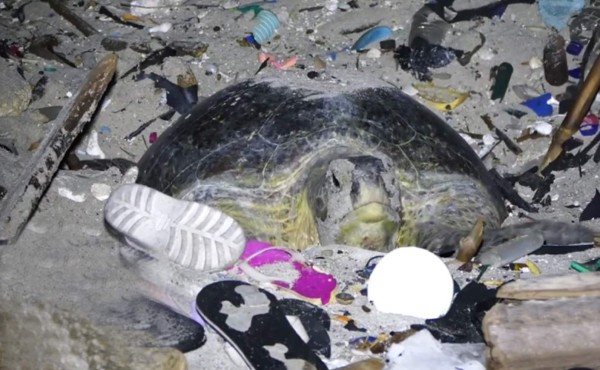 El triste video de una tortuga marina anidando entre toneladas de basura