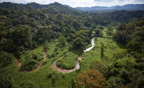 Piden al MP investigar si se construye una 'narco carretera” en biósfera del Río Plátano