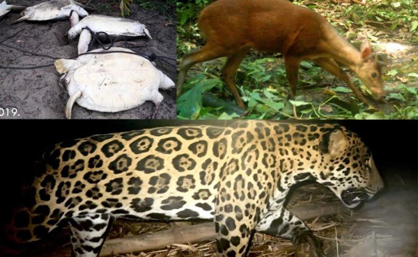 En peligro de extinción 21 especies en Río Plátano