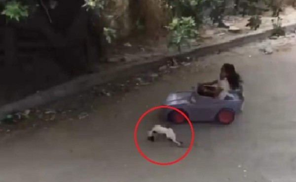 El gato intentó evitar ser arrollado, pero la niña perdió el control de su vehículo.