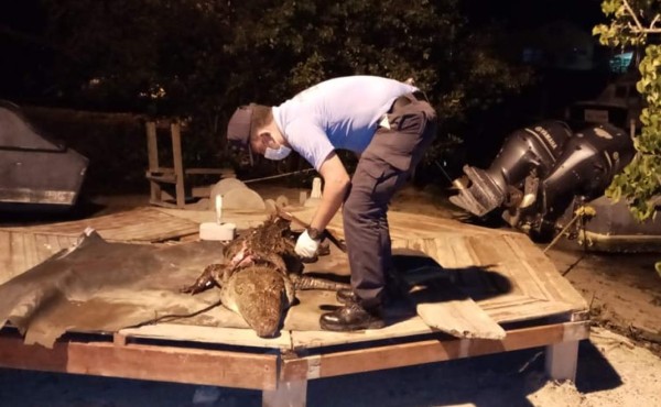 Lo detienen por matar cocodrilo que entró a su porqueriza en Islas de la Bahía