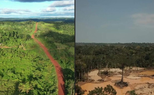 La Amazonía podría convertirse en una sabana en 50 años, según estudio