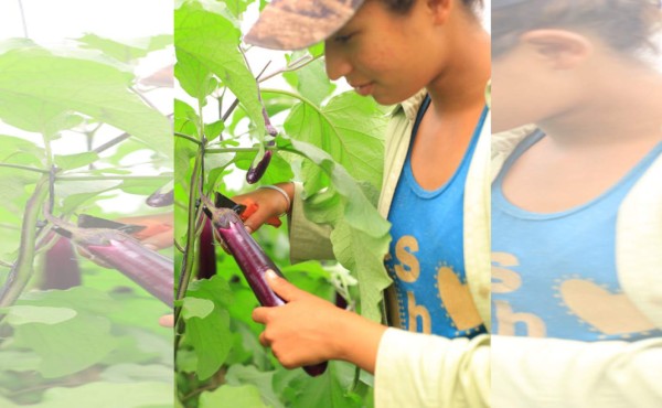 Honduras busca ampliar su relación comercial con cuatro países del Caribe