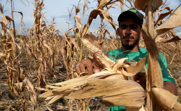 Al 85% de productores les restringen créditos