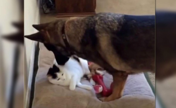 Viral: Perro halla a gato acostado en su cojín favorito y así reacciona