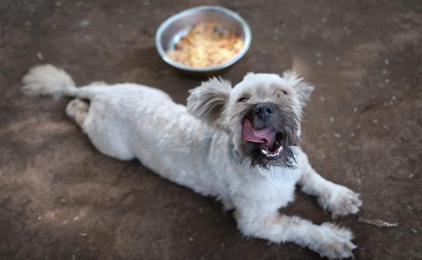 Mascotas abandonadas disfrutan un banquete de Navidad en Nicaragua