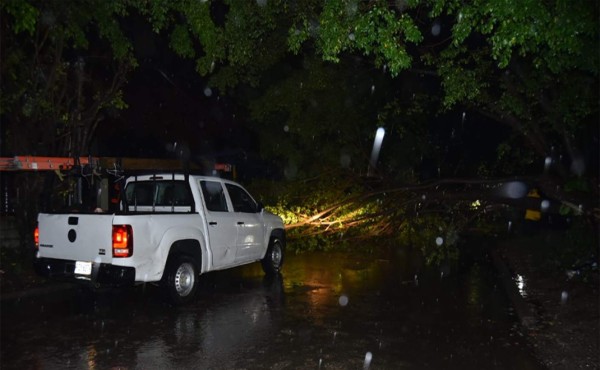Calles inundadas y árboles caídos dejan fuertes lluvias en La Ceiba