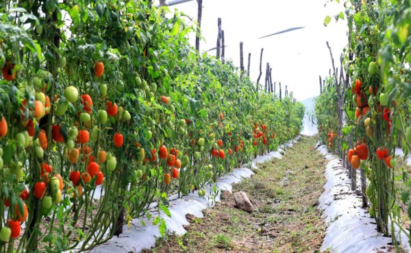 Corredor Seco está generando 25 millones de libras de vegetales