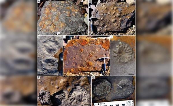 Hallan en Argentina fósiles de 500 millones de años inéditos en Suramérica