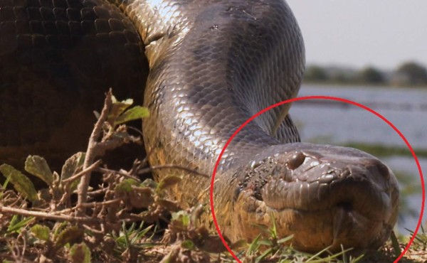 Video viral: Hombres salvan a su perro de morir asfixiado por una anaconda