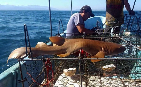 Alarma en Tela por caza de especies protegidas en el Caribe hondureño