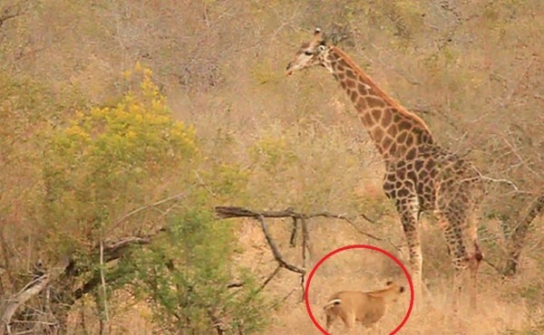 Video viral: jirafa se salva de ser devorada por feroces leones