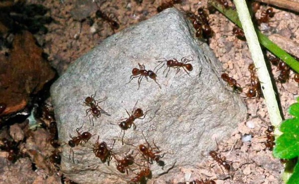 Muere mujer atada por una turba a un árbol plagado de hormigas en Bolivia