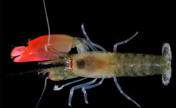 Bautizan a camarón descubierto en Panamá en honor a Pink Floyd