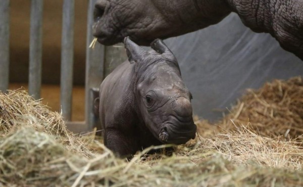Nace un rinoceronte blanco en cautiverio en Bélgica