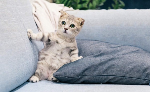 Alerta: limpiadores pueden intoxicar a sus mascotas&nbsp;&nbsp;