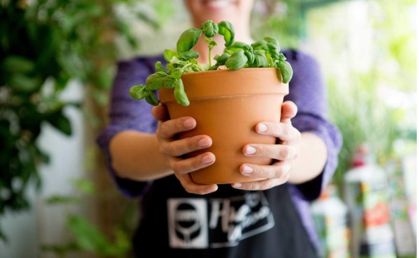 Consejos para crear tu huerto en casa