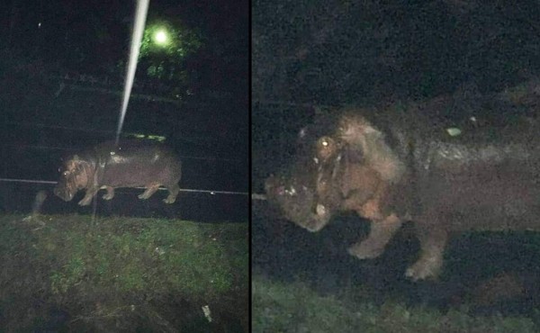 Rescatan a 'Juancho', el hipopótamo que escapó por inundaciones en Omoa