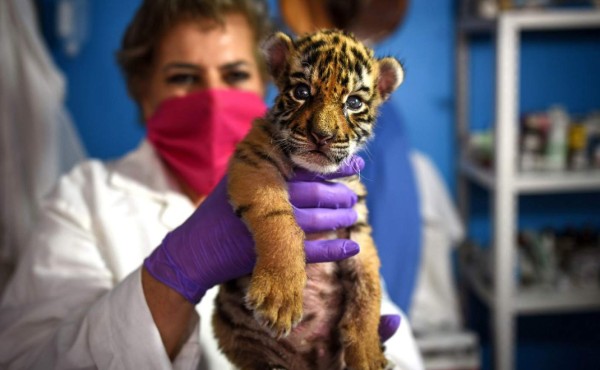 Bautizan a tigre con el nombre de COVID para dar esperanza ante la pandemia en México