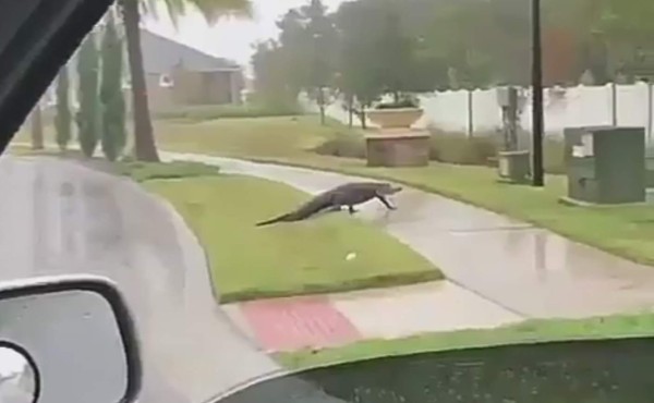 Video: Caimanes en las calles de Florida tras el paso de Irma
