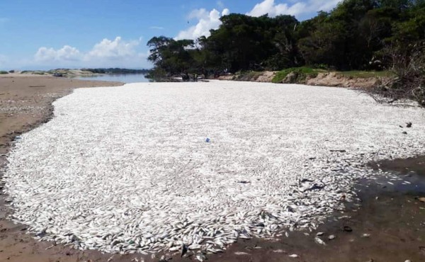 Investigan mortandad de peces en barra del Río Aguán