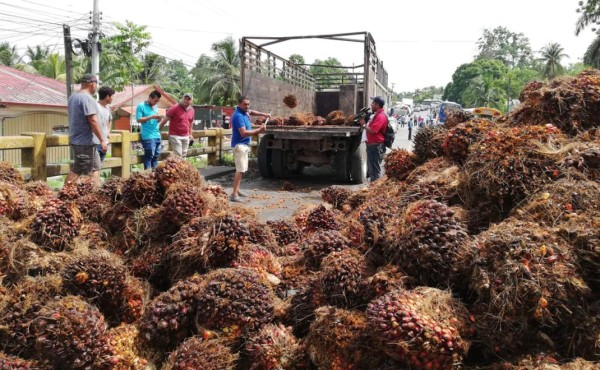 Productores de palma de Honduras suspenden toma de carretera en Atlántida