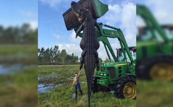 Cazan monstruoso cocodrilo en la Florida