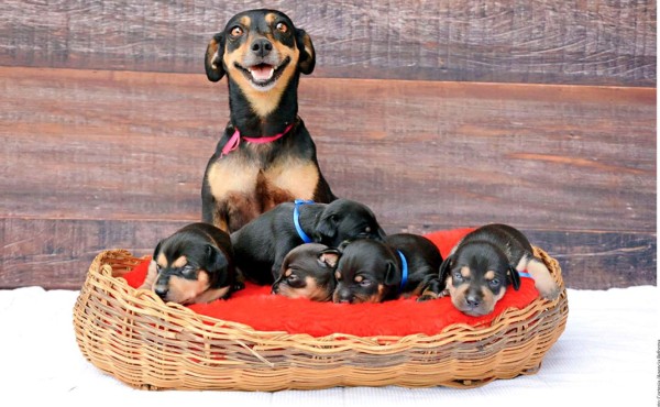 ¿Qué hacer cuando los cachorros vienen en camino?