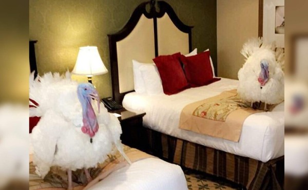 Pavos que indultará Trump se alojan en un lujoso hotel en Washington