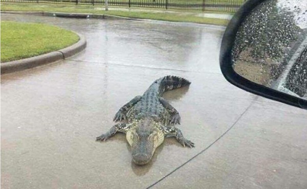 Caimanes y serpientes sueltos por inundaciones en Texas