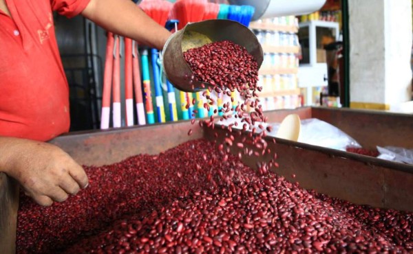 Productores hondureños esperan cosechar 850,000 quintales de frijol