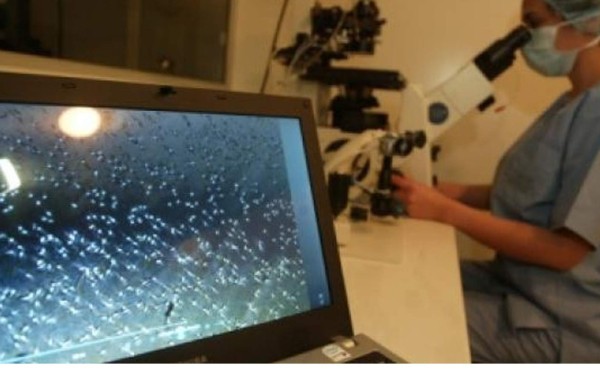 Crean espermatozoides humanos in vitro