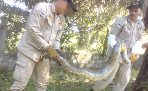 Bomberos atrapan boa de tres metros en Trujillo, Colón