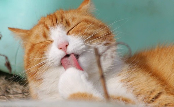 Primeros auxilios para heridas de su felino