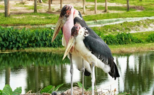 Zoológico alemán sacrifica sus cigüeñas por caso de gripe aviar