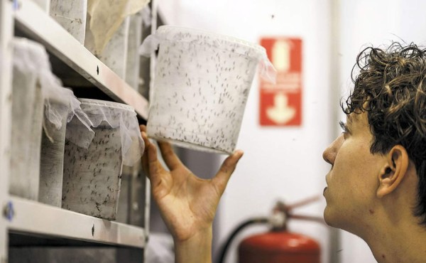 Un mosquito contra el zika levanta polémica