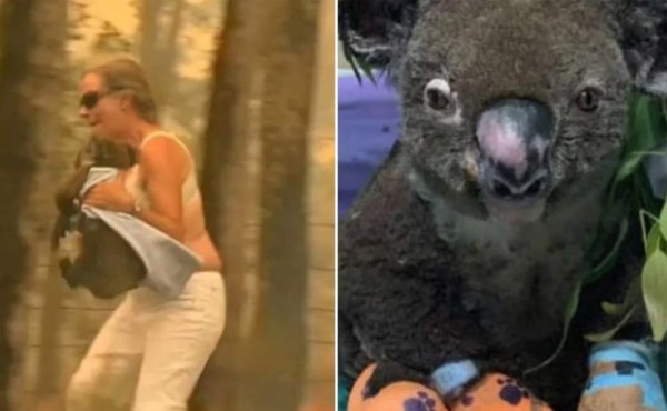 Fallece el koala rescatado durante los feroces incendios de Australia