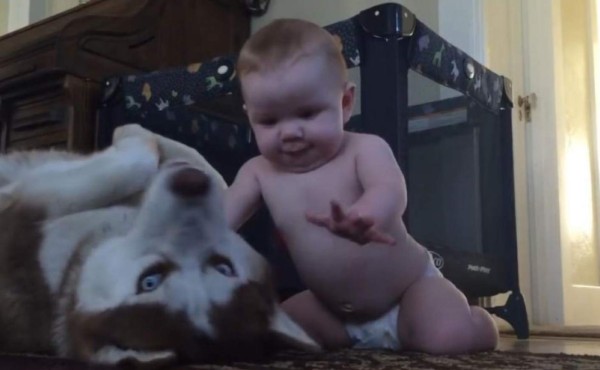 Perro siberiano y simpático bebé protagonizan una escena que conmovió a millones de usuarios