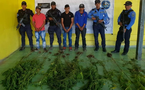 Capturan a sospechosos de sembrar marihuana en montaña de La Paz