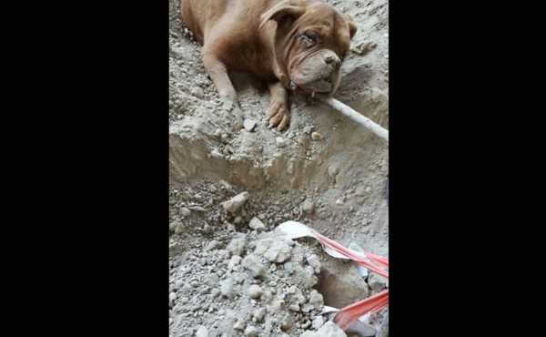 Caso de perra enterrada viva escandaliza a Francia