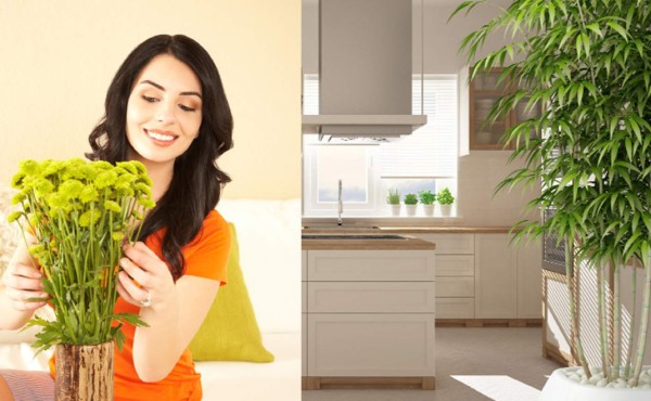 El poder de las plantas en casa según el Feng Shui