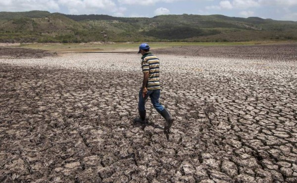Advierten de aumento de plagas en Centroamérica por sequía