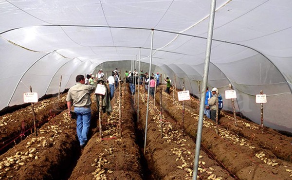 Productores hondureños registran ventas superiores L 1,000 millones